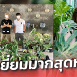 ไลฟ์การกุศล ประมูลต้นไม้