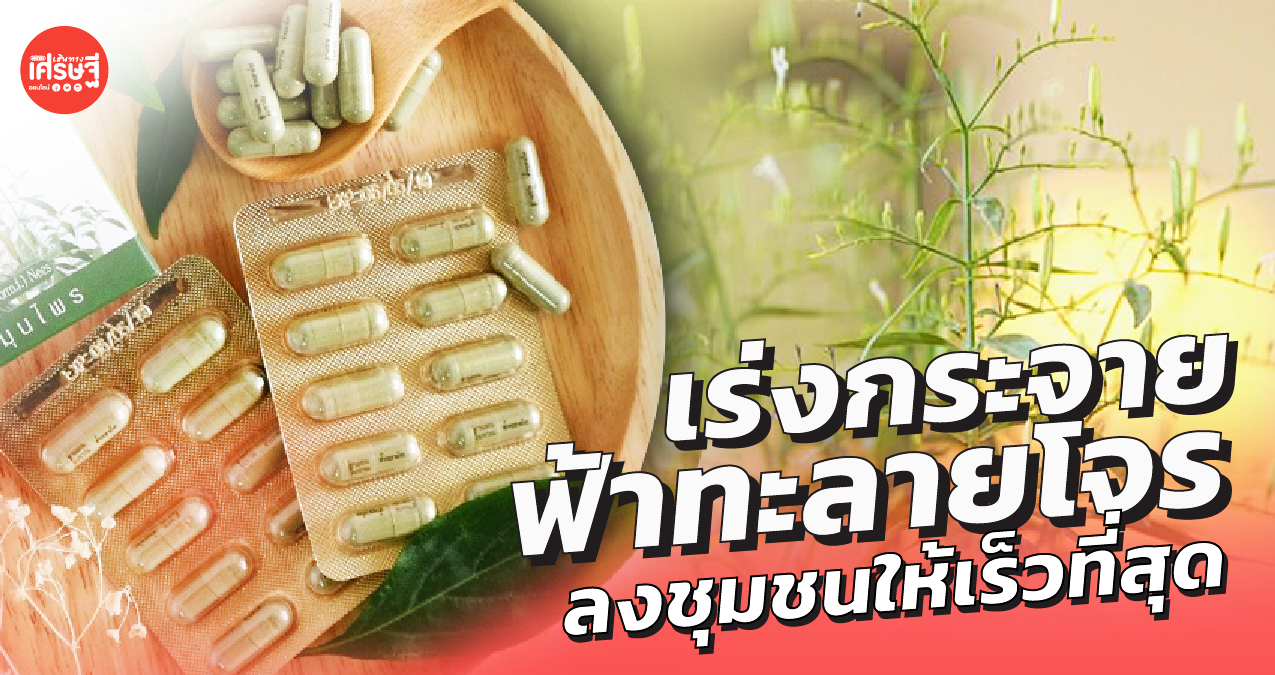 ผู้ป่วยล้นเตียง เร่งกระจาย ฟ้าทะลายโจร ลงชุมชนให้เร็วที่สุด เพื่อตัดวงจรวิกฤต