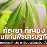 กัญชา กัญชง ขึ้นแท่นพืชเศรษฐกิจ เครือข่ายเร่งผลักดัน เตรียมพร้อมรับเปิดประเทศ