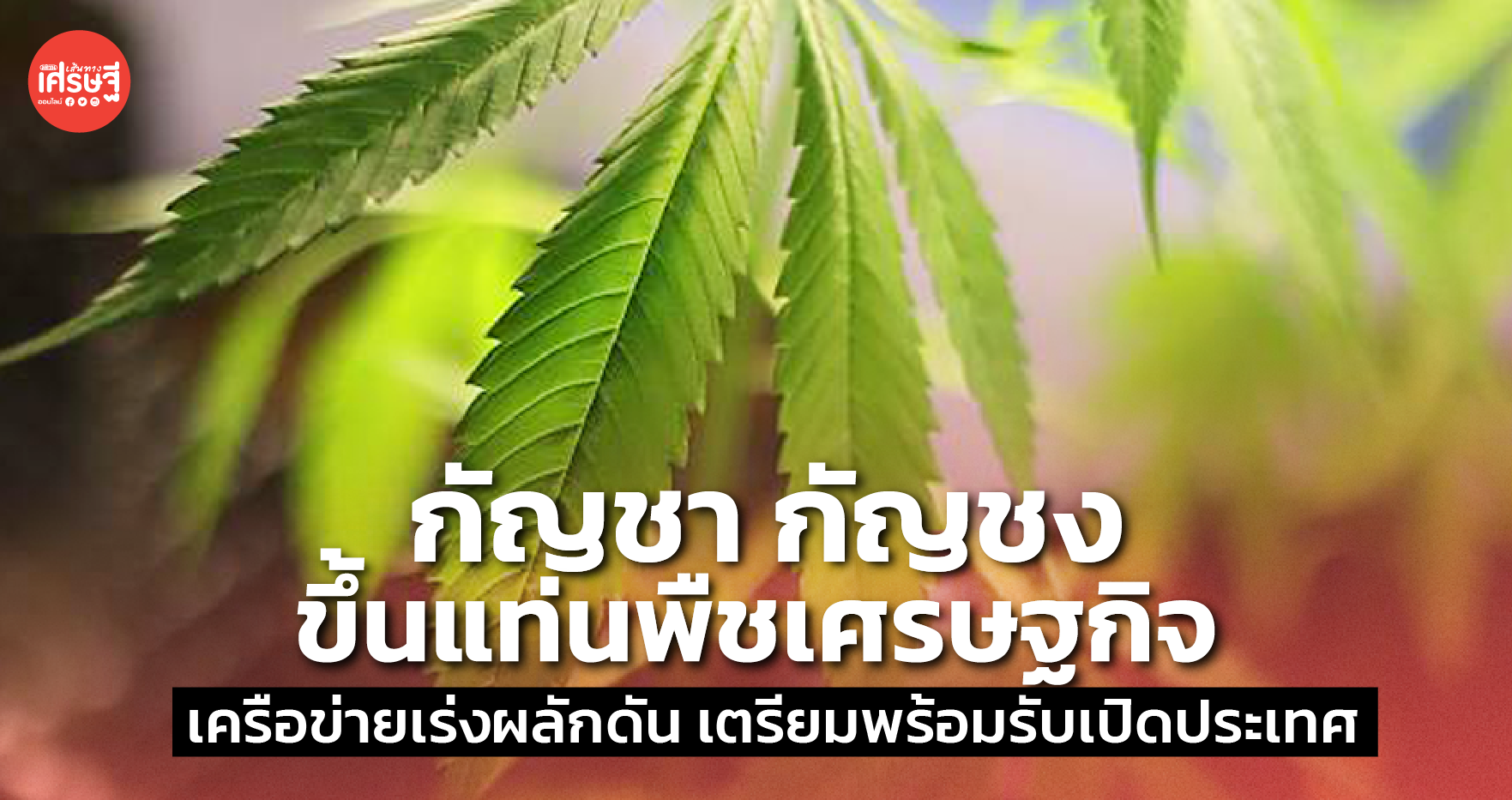 กัญชา กัญชง ขึ้นแท่นพืชเศรษฐกิจ เครือข่ายเร่งผลักดัน เตรียมพร้อมรับเปิดประเทศ