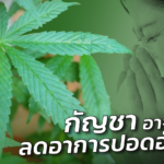 กัญชา อาจช่วยลดอาการปอดอักเสบ