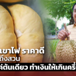 ทุเรียนภูเขาไฟ ราคาดี มีคนเหมาถึงสวน ปีที่แล้วแค่ต้นเดียว ทำเงินให้เกินครึ่งแสน