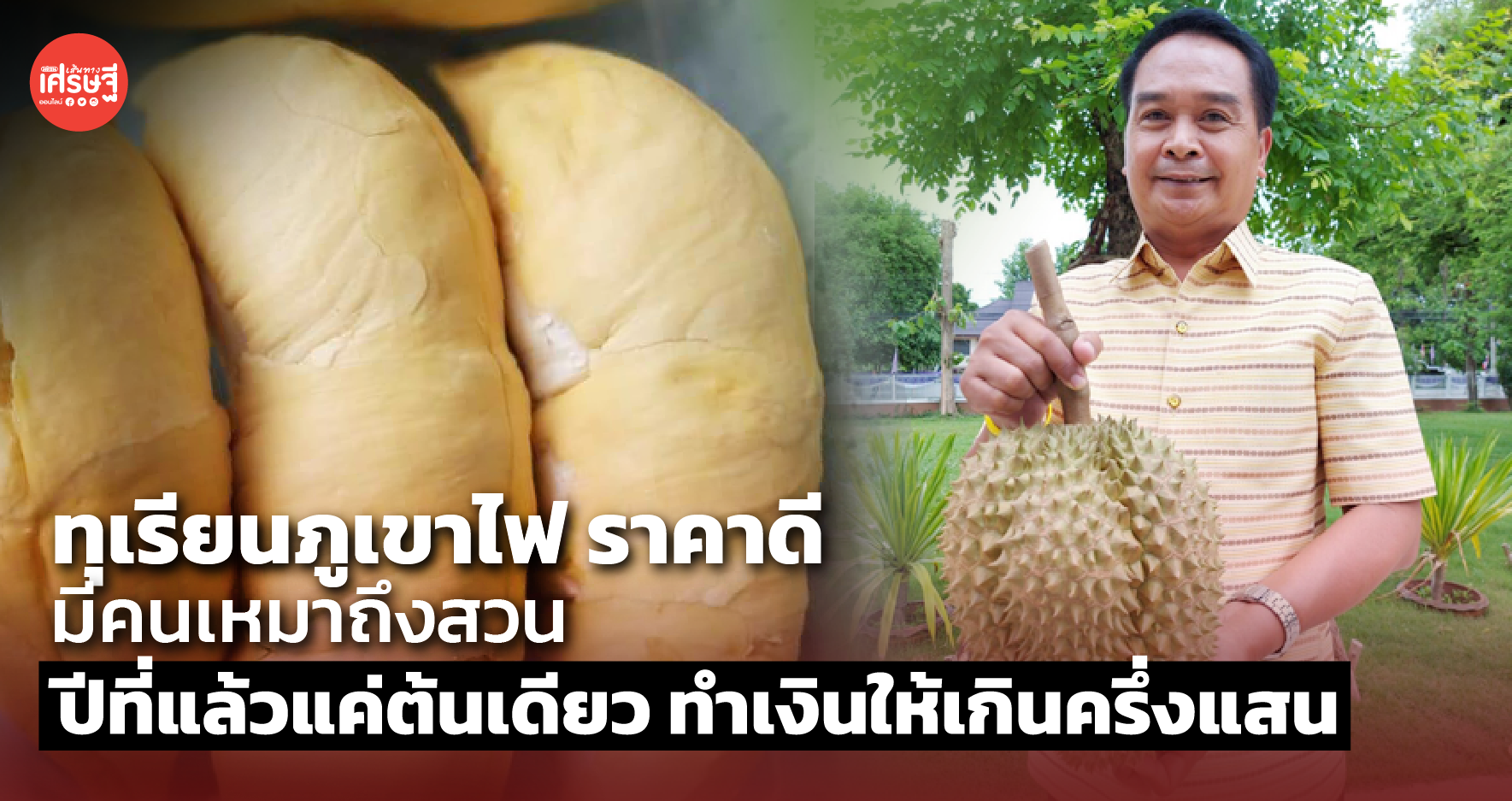 ทุเรียนภูเขาไฟ ราคาดี มีคนเหมาถึงสวน ปีที่แล้วแค่ต้นเดียว ทำเงินให้เกินครึ่งแสน