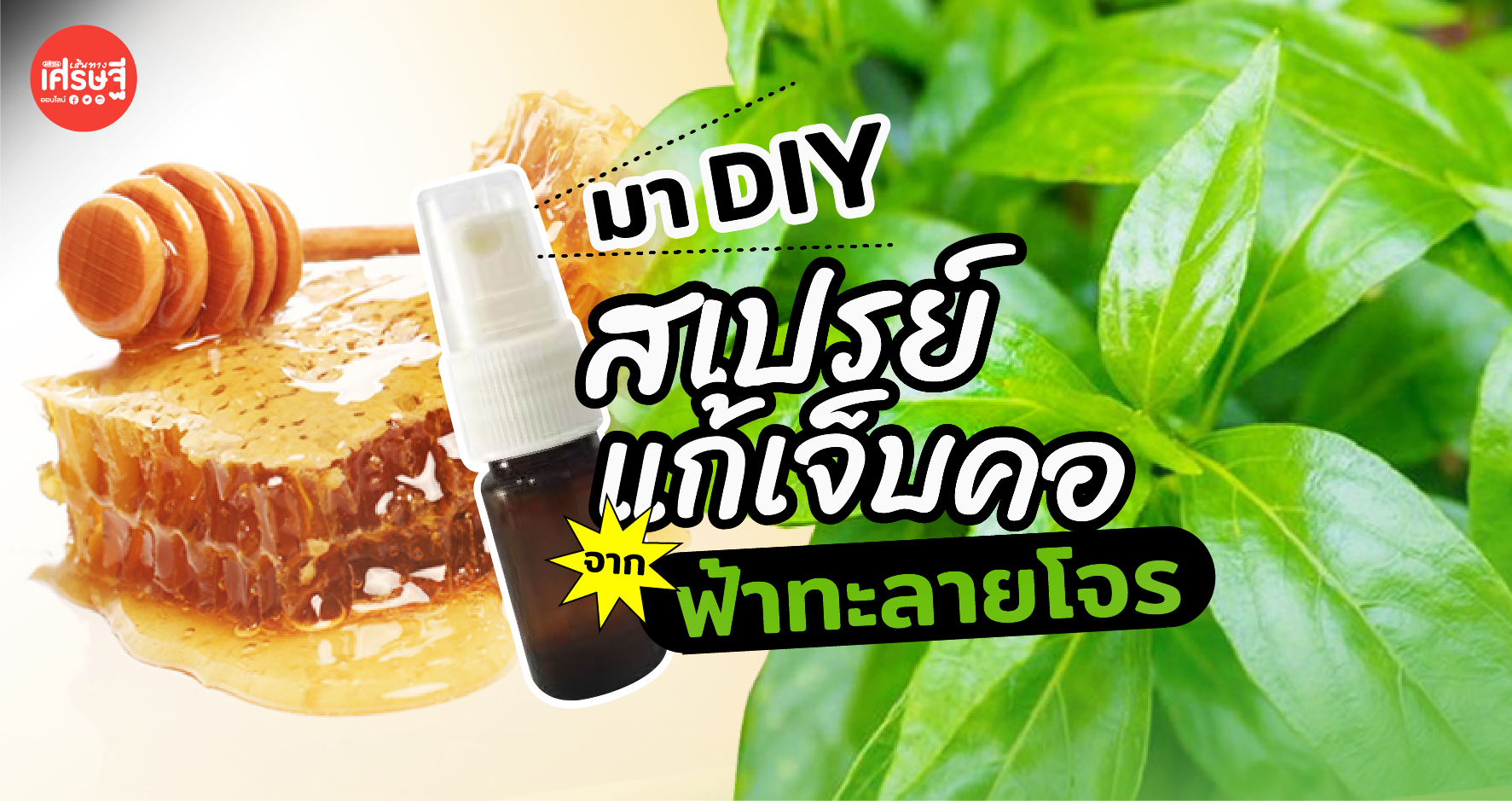เปิดวิธี DIY ฟ้าทะลายโจร ให้เป็น สเปรย์แก้เจ็บคอ