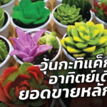 วุ้นกะทิแค็กตัส อาทิตย์เดียว ยอดขายหลักหมื่น