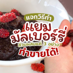 เปิดสูตร แยมมัลเบอร์รี่ (ลูกหม่อน) ใช้ส่วนผสม 3 อย่าง ก็ทำขายได้!