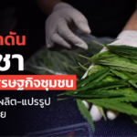 เร่งผลักดัน กัญชา เป็นพืชเศรษฐกิจชุมชน โรงพยาบาลผลิต-แปรรูป ได้ถูกกฎหมาย