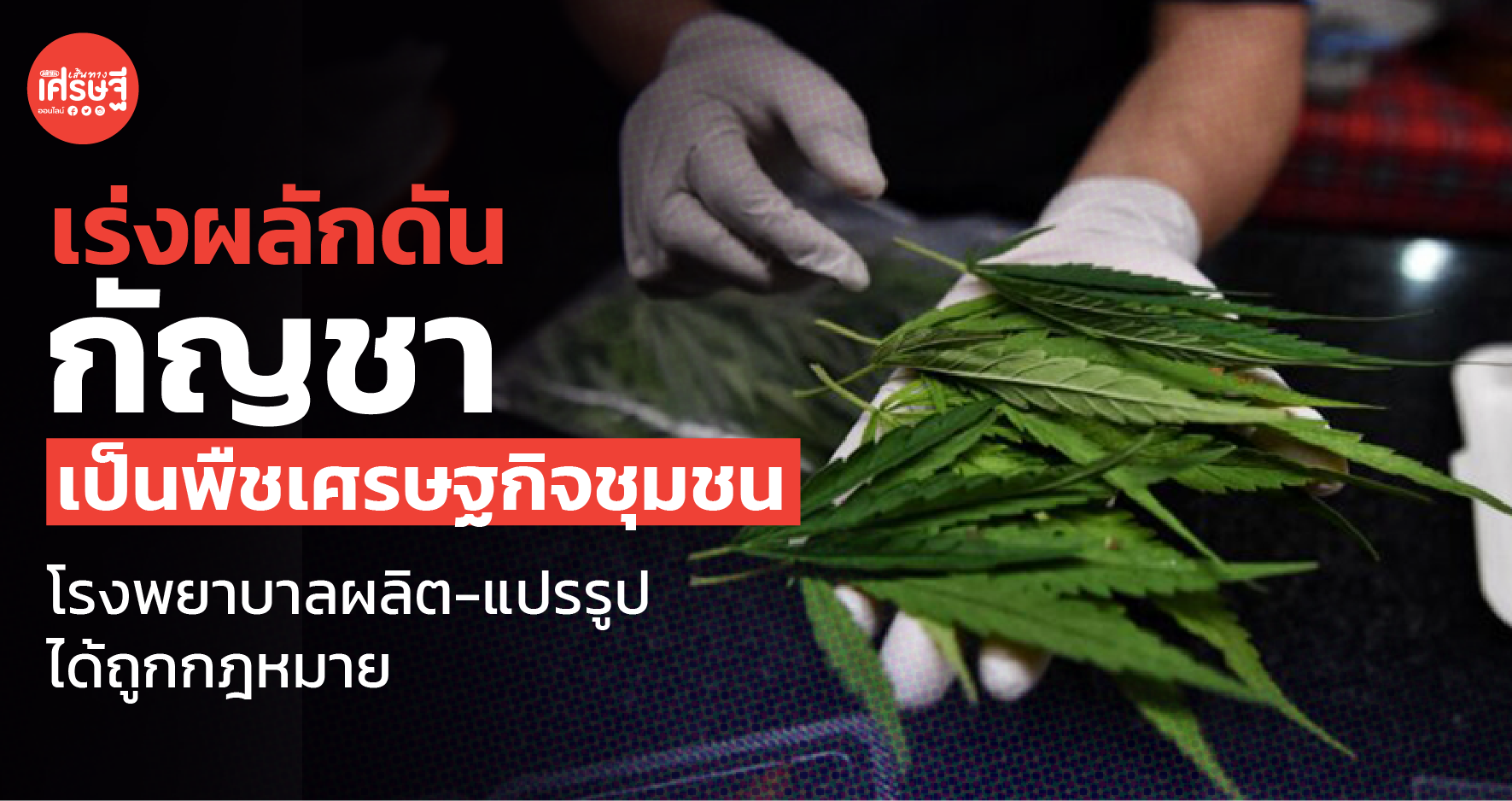 เร่งผลักดัน กัญชา เป็นพืชเศรษฐกิจชุมชน โรงพยาบาลผลิต-แปรรูป ได้ถูกกฎหมาย