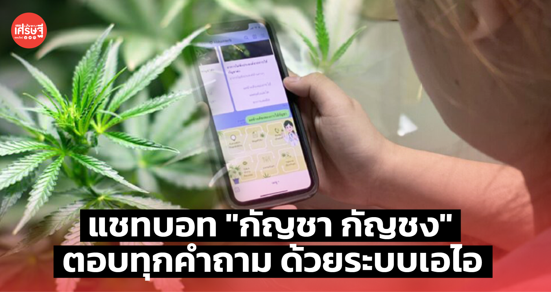 แชทบอท "กัญชา กัญชง" ตอบทุกคำถาม ด้วยระบบเอไอ