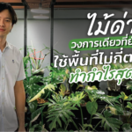ไม้ด่าง วงการเดียวที่ยังรอด ใช้พื้นที่ไม่กี่ตารางวา ทำกำไรสุดเวิร์ก