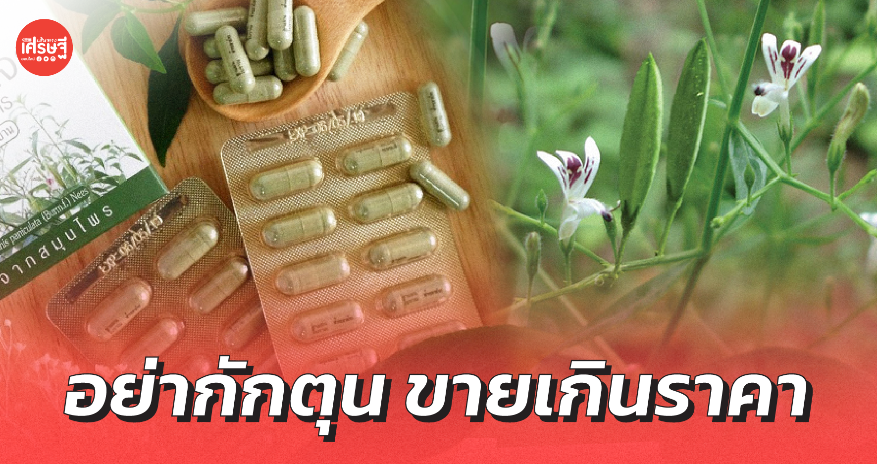 อภัยภูเบศร อัพเดต การผลิตยาฟ้าทะลายโจร วอน อย่ากักตุน ขายเกินราคา