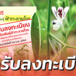 อภัยภูเบศร ปิดรับลงทะเบียน แจกฟรีเมล็ดพันธุ์ ฟ้าทะลายโจร