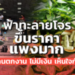 ฟ้าทะลายโจร ตอนนี้ขึ้นราคาแพงมาก หลายคนตกงาน ไม่มีเงิน เห็นใจกันด้วย
