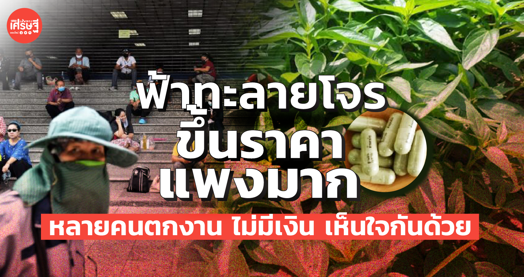 ฟ้าทะลายโจร ตอนนี้ขึ้นราคาแพงมาก หลายคนตกงาน ไม่มีเงิน เห็นใจกันด้วย