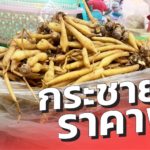 กระชาย ราคาพุ่ง กิโลละ 150 บาท ลูกค้าแห่ซื้อ ถล่มทลาย แม่ค้าเอามาไม่พอขาย 