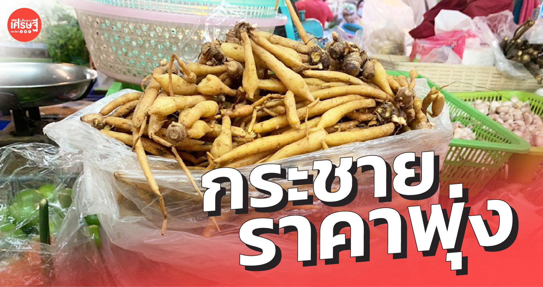 กระชาย ราคาพุ่ง กิโลละ 150 บาท ลูกค้าแห่ซื้อ ถล่มทลาย แม่ค้าเอามาไม่พอขาย 