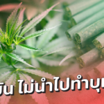ยันไม่นำไปทำบุหรี่แน่ การยาสูบฯ สนใจกัญชา กัญชง หวังช่วยเกษตรกรสร้างรายได้