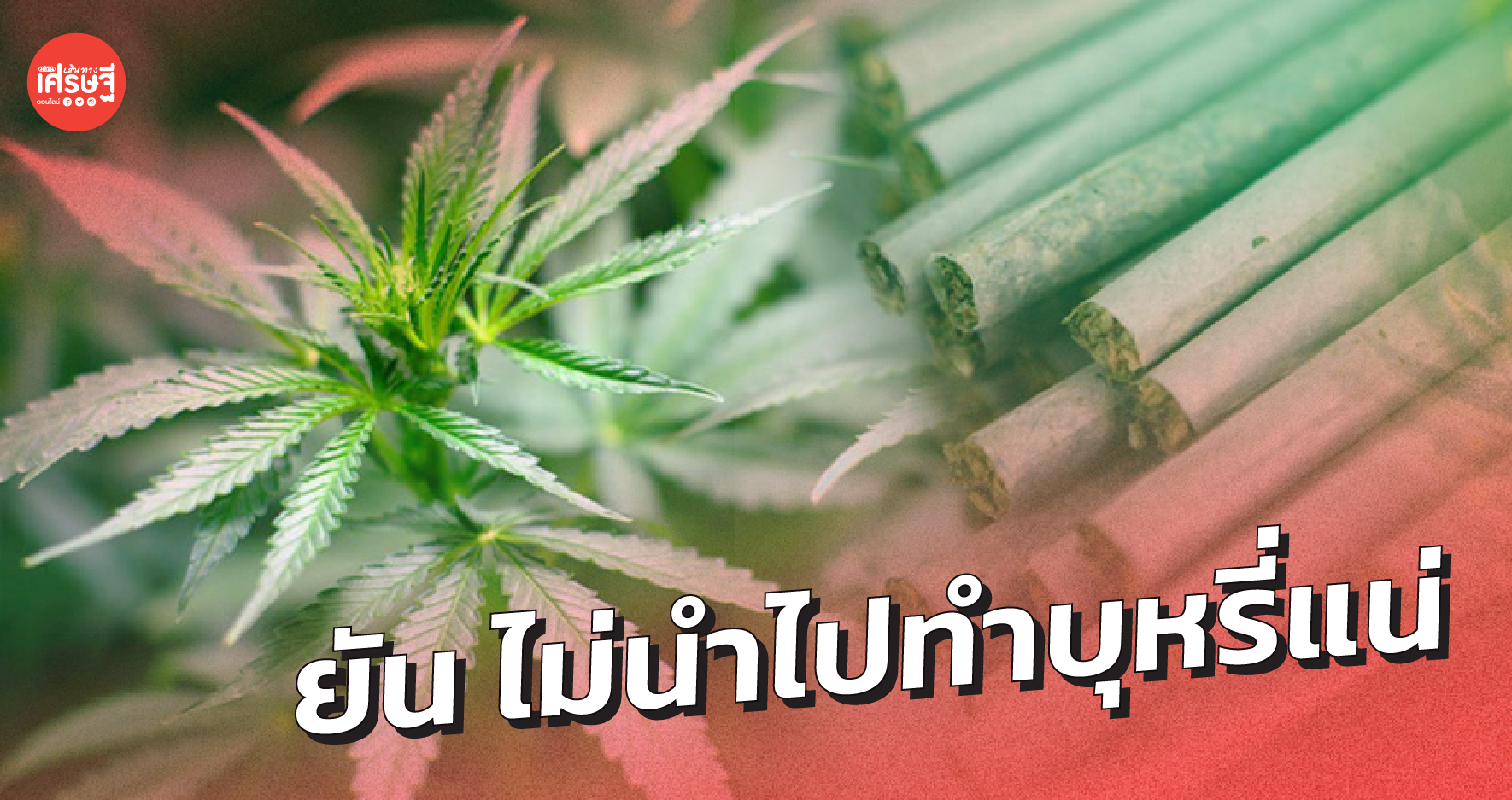 ยันไม่นำไปทำบุหรี่แน่ การยาสูบฯ สนใจกัญชา กัญชง หวังช่วยเกษตรกรสร้างรายได้