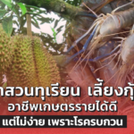 ทำสวนทุเรียน เลี้ยงกุ้ง อาชีพเกษตรรายได้ดี แต่ไม่ง่าย เพราะโรครบกวน