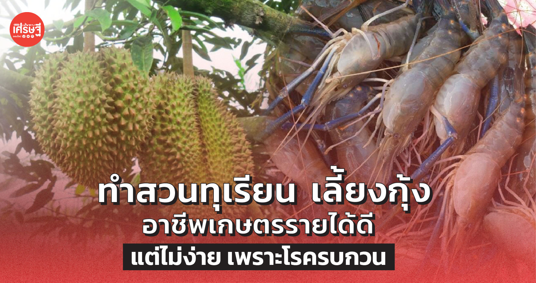 ทำสวนทุเรียน เลี้ยงกุ้ง อาชีพเกษตรรายได้ดี แต่ไม่ง่าย เพราะโรครบกวน