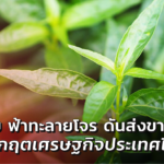 ฟ้าทะลายโจร ช่วยชีวิตคนไทย จี้เร่งวิจัย ดันส่งขายทั่วโลก กู้วิกฤตเศรษฐกิจประเทศ