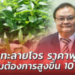 ขาวละออเภสัช เผย ฟ้าทะลายโจร ราคาพุ่ง ความต้องการสูงขึ้น 10 เท่า