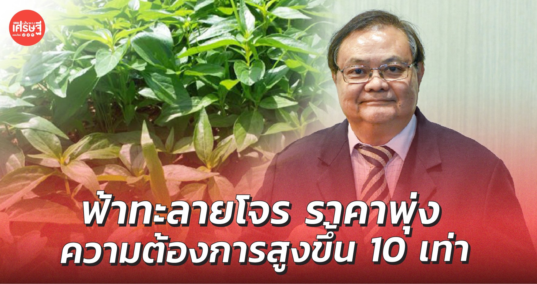 ขาวละออเภสัช เผย ฟ้าทะลายโจร ราคาพุ่ง ความต้องการสูงขึ้น 10 เท่า