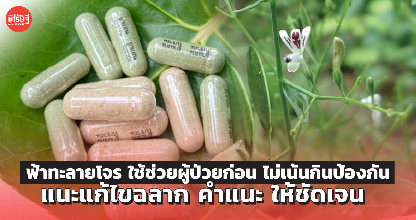 ฟ้าทะลายโจร ใช้ช่วยผู้ป่วยก่อน ไม่เน้นกินป้องกัน แนะแก้ไขฉลากให้ชัดเจน