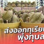ส่งออกทุเรียนไทย เดือน พ.ค. 64 พุ่งทุบสถิติ ตลาดจีนยังคงมาแรง
