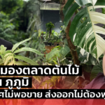 เปิดมุมมองตลาดต้นไม้ กับ เคน ภูภูมิ ในประเทศไม่พอขาย ส่งออกไม่ต้องพูดถึง