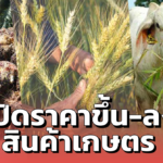 เปิดราคาขึ้น-ลง สินค้าเกษตร เดือน ก.ค. 64