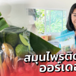 ออร์เดอร์ปัง แม่ค้าออนไลน์ จัดเซตสมุนไพรติดบ้าน เปิดซองทุบแล้วต้มได้เลย
