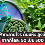 ฟ้าทะลายโจร ราคาต้นแห้งยามนี้ สูงขึ้น 10 เท่า จากกิโลละ 50 เป็น 500 บาท แล้ว