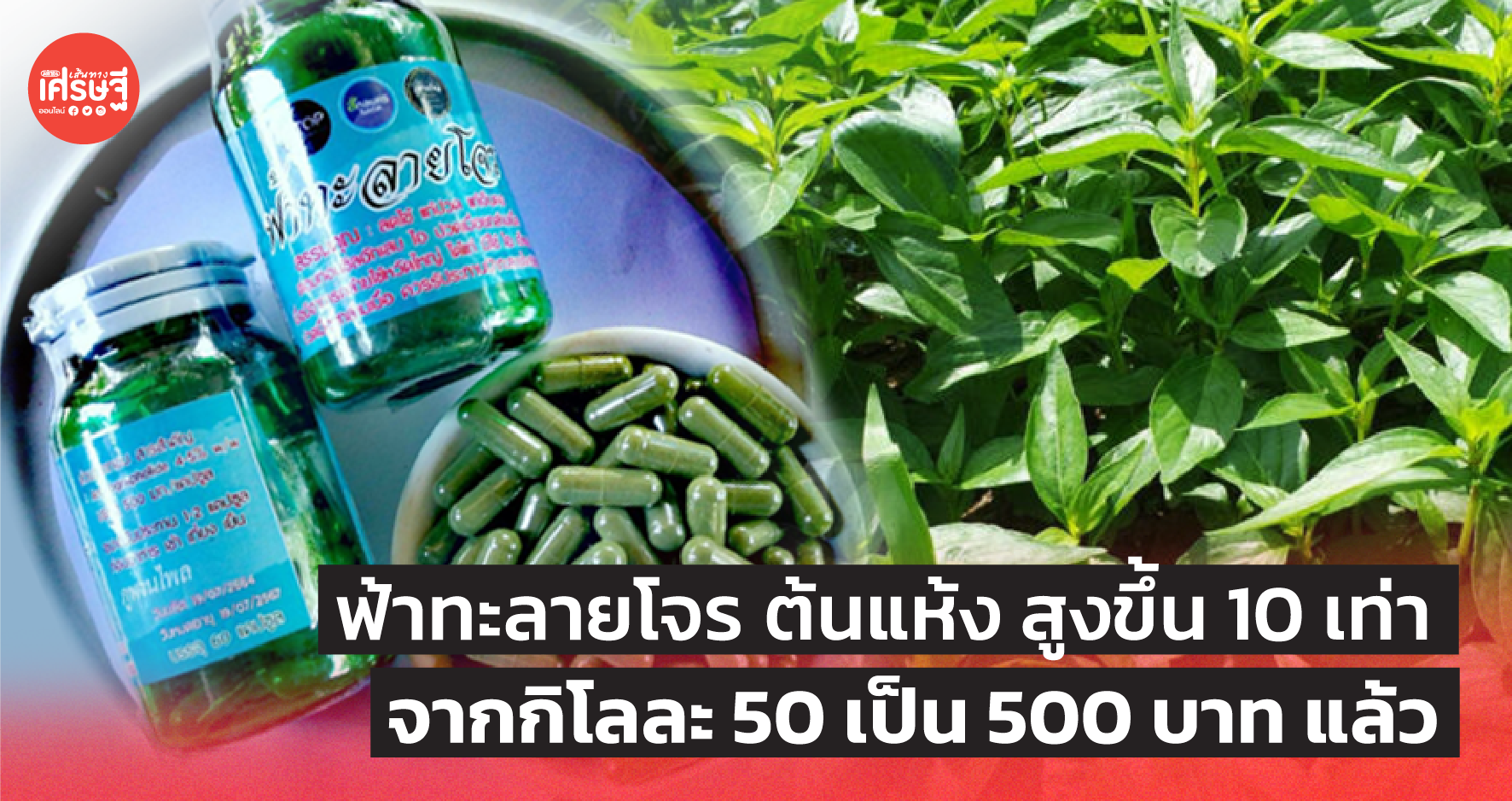 ฟ้าทะลายโจร ราคาต้นแห้งยามนี้ สูงขึ้น 10 เท่า จากกิโลละ 50 เป็น 500 บาท แล้ว