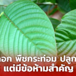 กมธ. ปลดล็อก พืชกระท่อม ปลูก-ใช้เสรี แต่มีข้อห้ามสำคัญ 