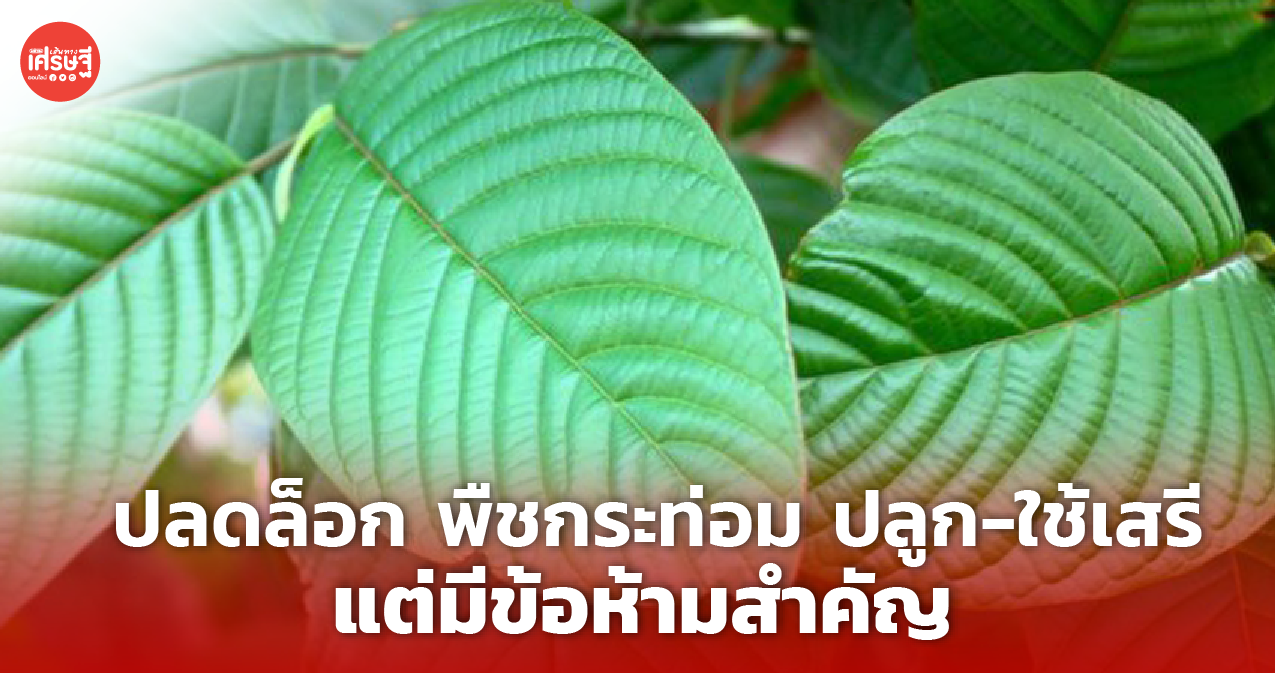 กมธ. ปลดล็อก พืชกระท่อม ปลูก-ใช้เสรี แต่มีข้อห้ามสำคัญ 