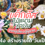 แค็กตัส ไม้หนามทำเงิน จากผู้เลี้ยงสู่ผู้ขาย เริ่มยังไง สร้างรายได้ วันเป็นหมื่น