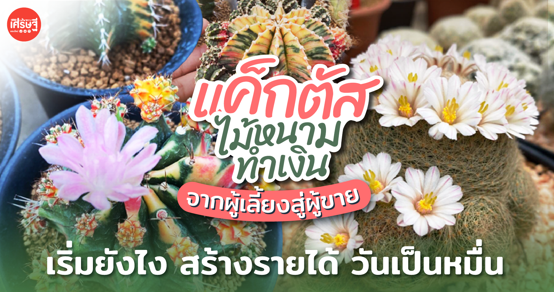 แค็กตัส ไม้หนามทำเงิน จากผู้เลี้ยงสู่ผู้ขาย เริ่มยังไง สร้างรายได้ วันเป็นหมื่น