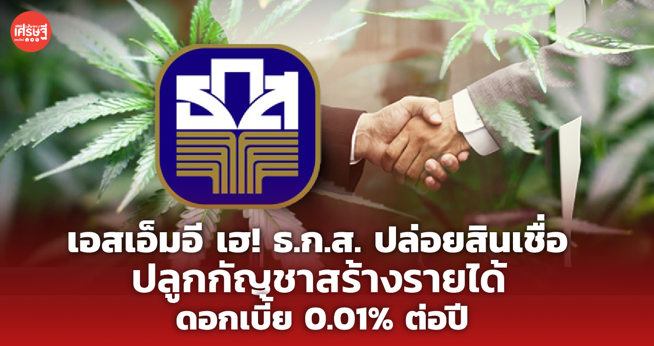 เอสเอ็มอี เฮ! ธ.ก.ส. ปล่อยสินเชื่อ ปลูกกัญชาสร้างรายได้ ดอกเบี้ย 0.01% ต่อปี