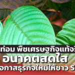 กระท่อม พืชเศรษฐกิจแท้จริง อนาคตสดใส สร้างโอกาสธุรกิจใหม่ให้ชาว SMEs?