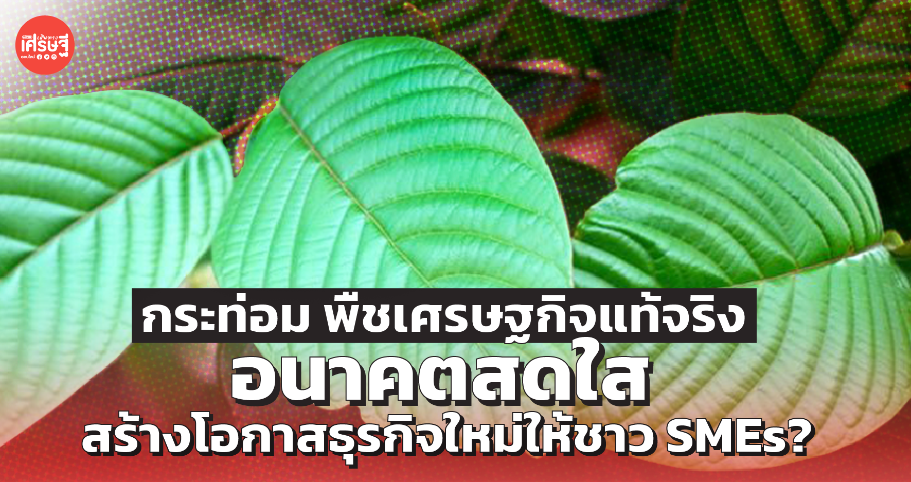 กระท่อม พืชเศรษฐกิจแท้จริง อนาคตสดใส สร้างโอกาสธุรกิจใหม่ให้ชาว SMEs?