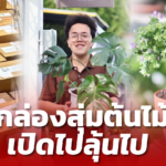 "กล่องสุ่มต้นไม้" ไอเดียค้าขายสุดแหวก เปิดรับออร์เดอร์เมื่อไหร่ ลูกค้าสั่งไม่ขาด