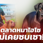 ไม่เคยซบเซา! ตลาดหมาไฮโซ ธุรกิจกำลังซื้อเหนียวแน่น แม้ในยุคไวรัสระบาด
