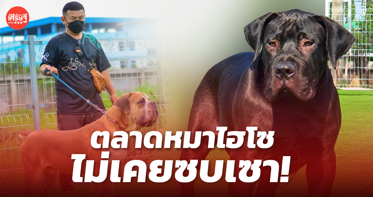 ไม่เคยซบเซา! ตลาดหมาไฮโซ ธุรกิจกำลังซื้อเหนียวแน่น แม้ในยุคไวรัสระบาด