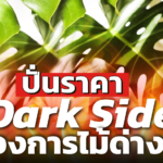 ปั่นราคา Dark Side วงการไม้ด่าง มือเก่า-มือใหม่ ไม่อยากเป็นเหยื่อ ต้องตั้งสติ