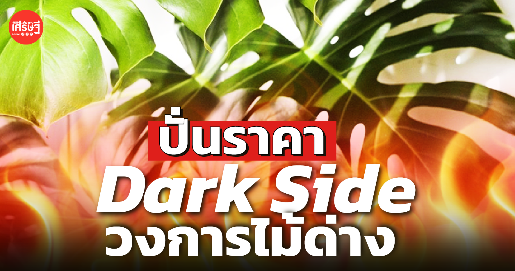 ปั่นราคา Dark Side วงการไม้ด่าง มือเก่า-มือใหม่ ไม่อยากเป็นเหยื่อ ต้องตั้งสติ