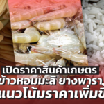 เปิดราคาสินค้าเกษตร เดือน ก.ย. ข้าวหอมมะลิ ยางพารา มีแนวโน้มราคาเพิ่มขึ้น 
