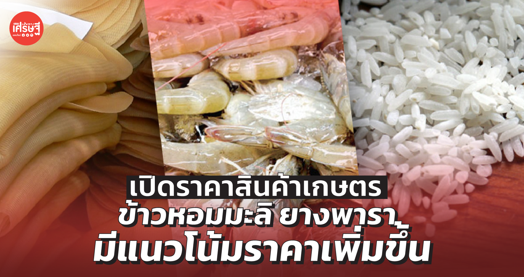 เปิดราคาสินค้าเกษตร เดือน ก.ย. ข้าวหอมมะลิ ยางพารา มีแนวโน้มราคาเพิ่มขึ้น 