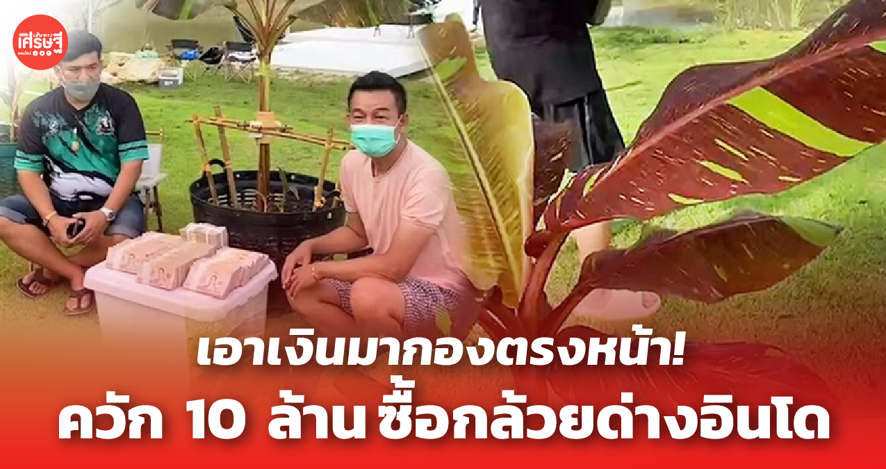ใจถึง! เสี่ยระยองควัก 10 ล้านซื้อ กล้วยด่างอินโด เชื่อซื้อไว้ทำกำไรได้อีกเยอะ 