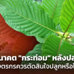 มองอนาคต "กระท่อม" หลังปลดล็อก เกษตรกรควรตัดสินใจปลูกหรือไม่